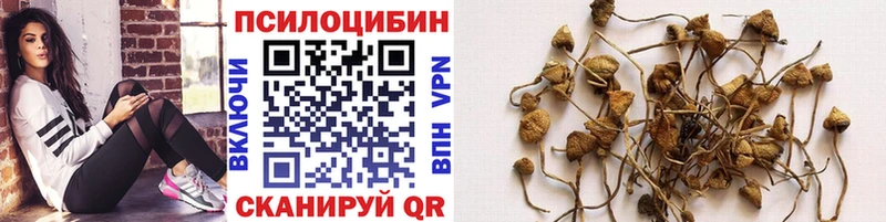 где можно купить наркотик Сунжа Псилоцибиновые грибы Cubensis